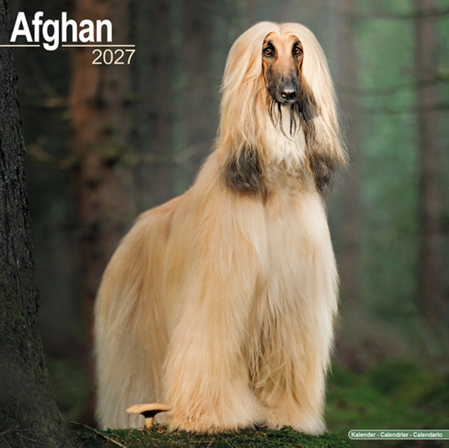 Afghan