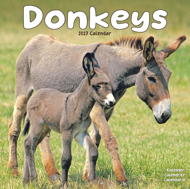 Donkeys W / AVONSI