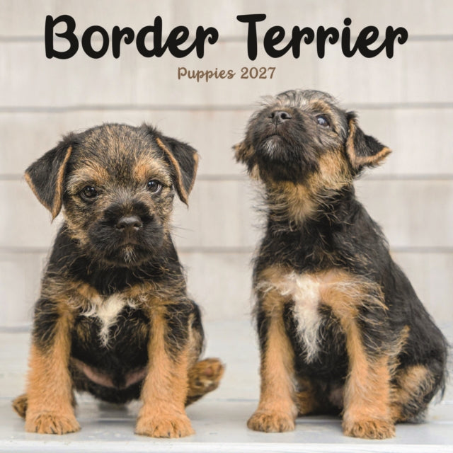 Border Terrier Puppies Mini