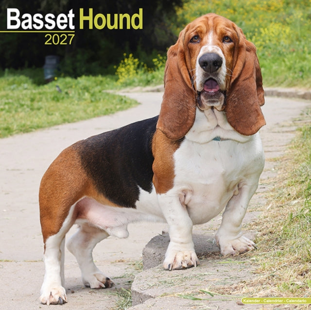 Basset Hound Wall