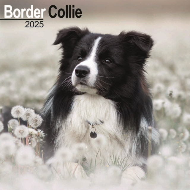 Border Collie Square Wall Calendar 2025