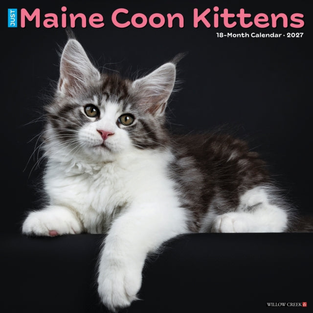 Maine Coon Kittens 2027 Wall