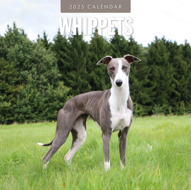 Whippets 2025 Square Wall Calendar