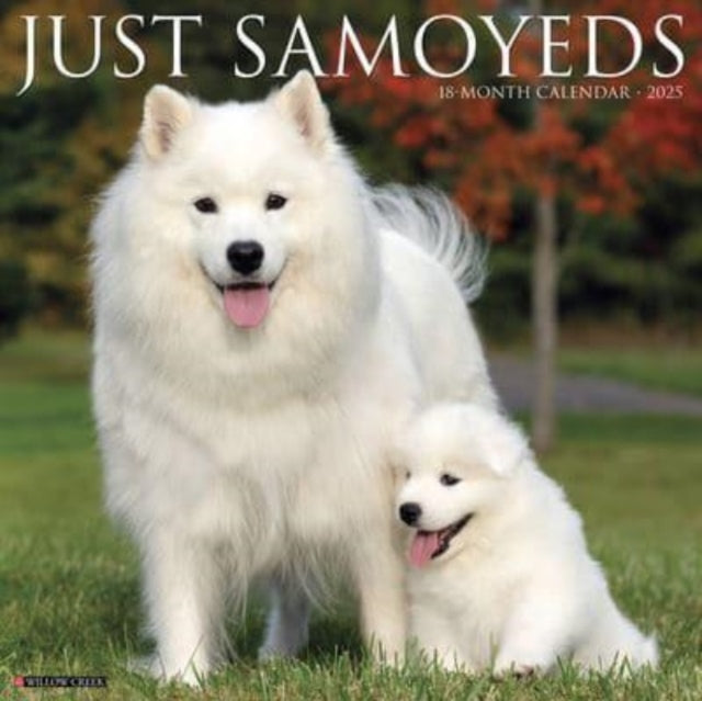 Just Samoyeds 2025 12 X 12 Wall Calendar