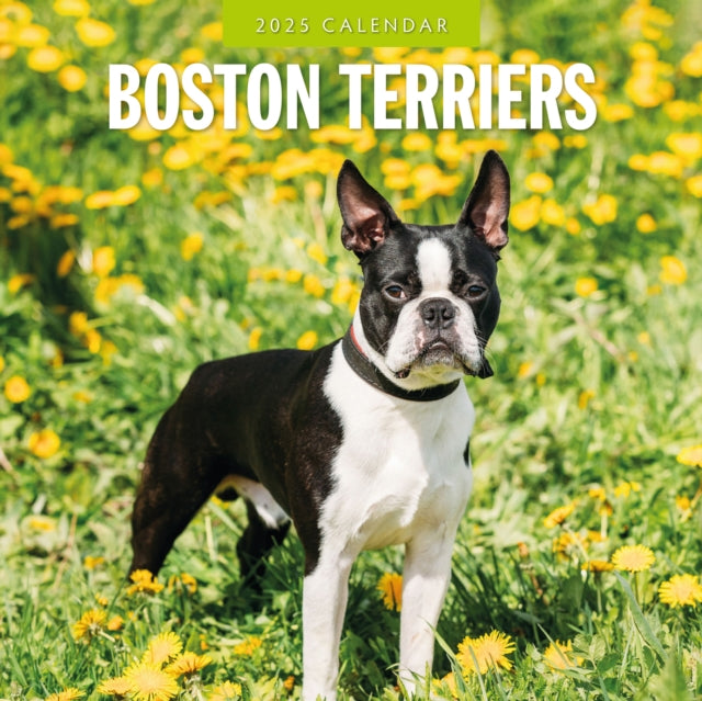 Boston Terriers 2025 Square Wall Calendar