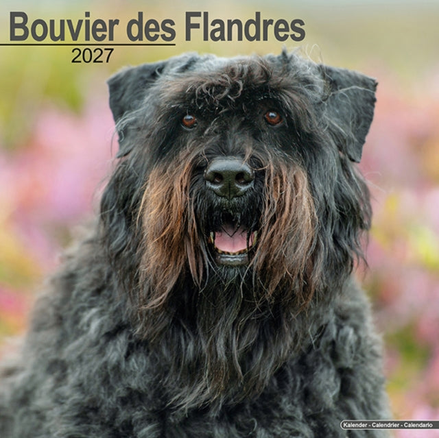 Bouvier Des Flandres Euro