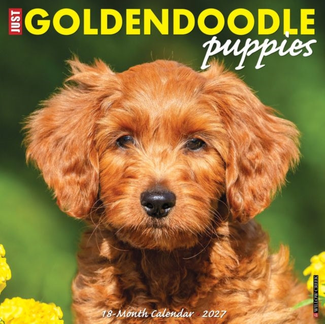 Goldendoodle Puppies 2027 Wall