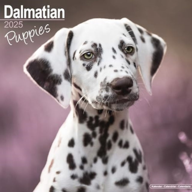Dalmatian Puppies Calendar 2025  Square Dog Puppy Breed Wall Calendar - 16 Month