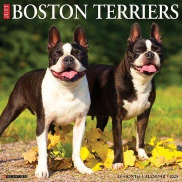 Just Boston Terriers 2025 12 X 12 Wall Calendar