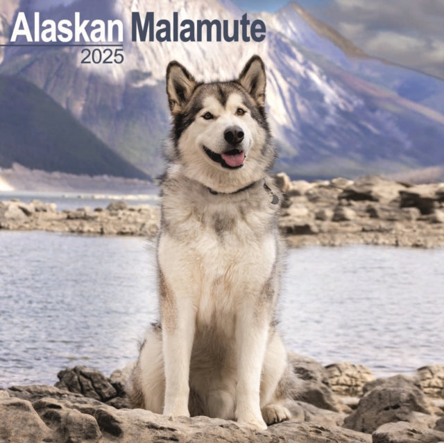Alaskan Malamute Square Wall Calendar 2025