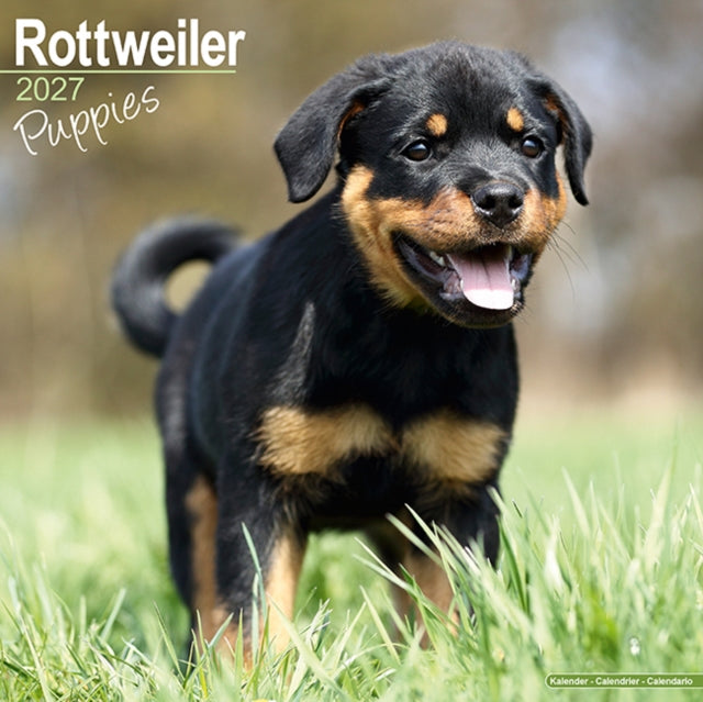 Rottweiler Puppies SS W