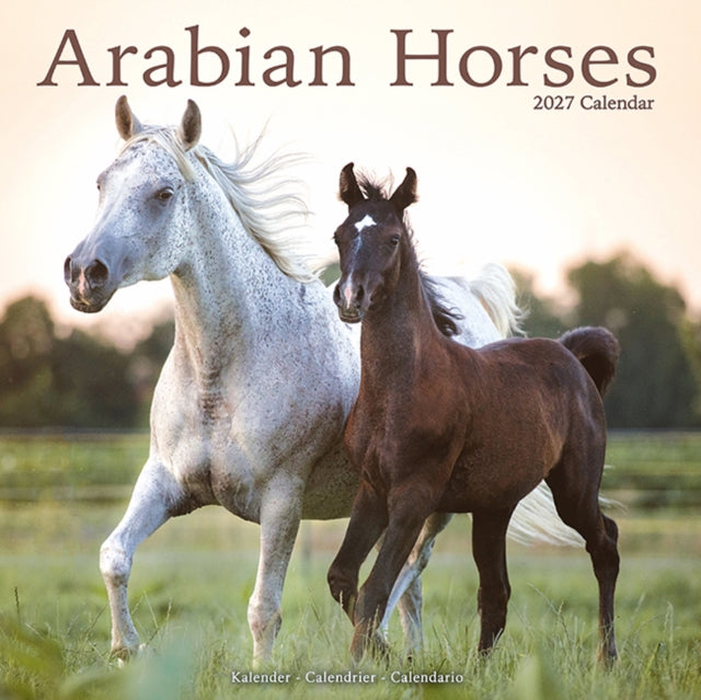 Arabian Horses