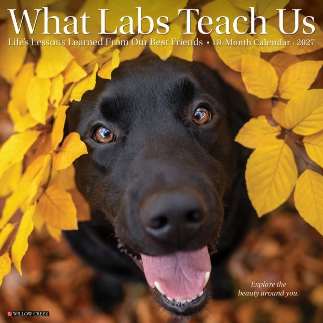 What Labs Teach Us 2027 Wall