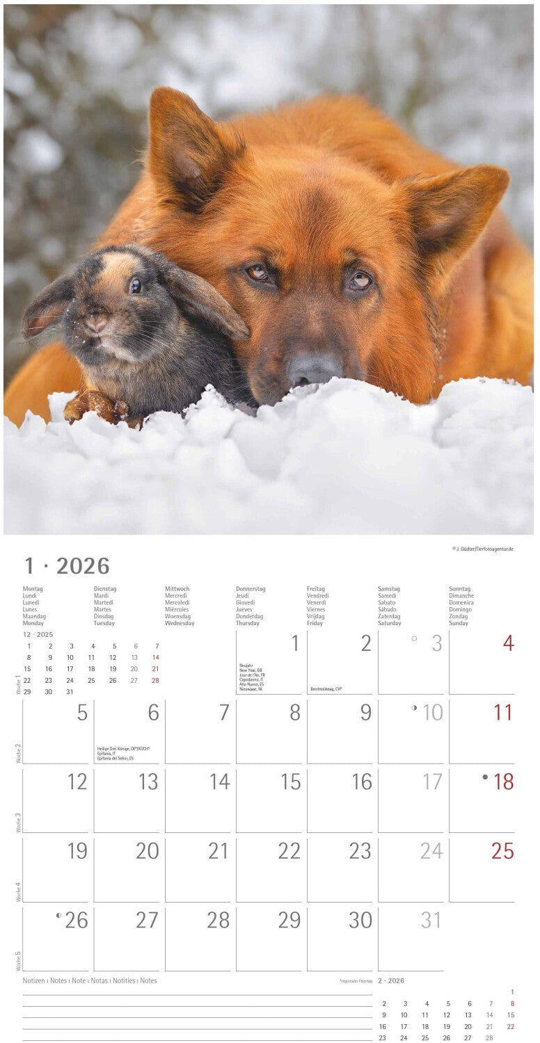 Koledar ANIMAL FRIENDSHIPS 2026, 30x30 cm