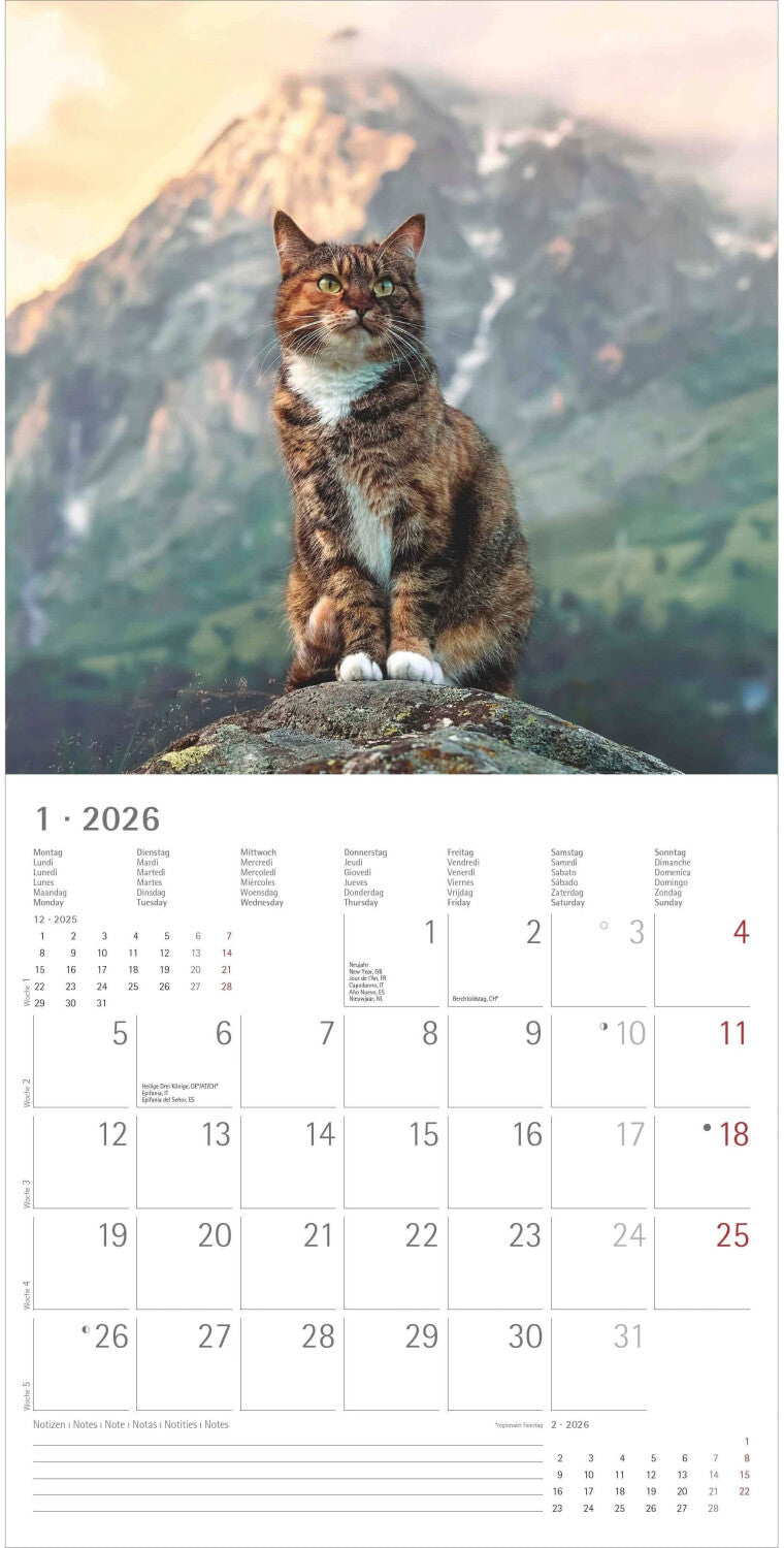 Koledar CATS 2026, 30x30 cm