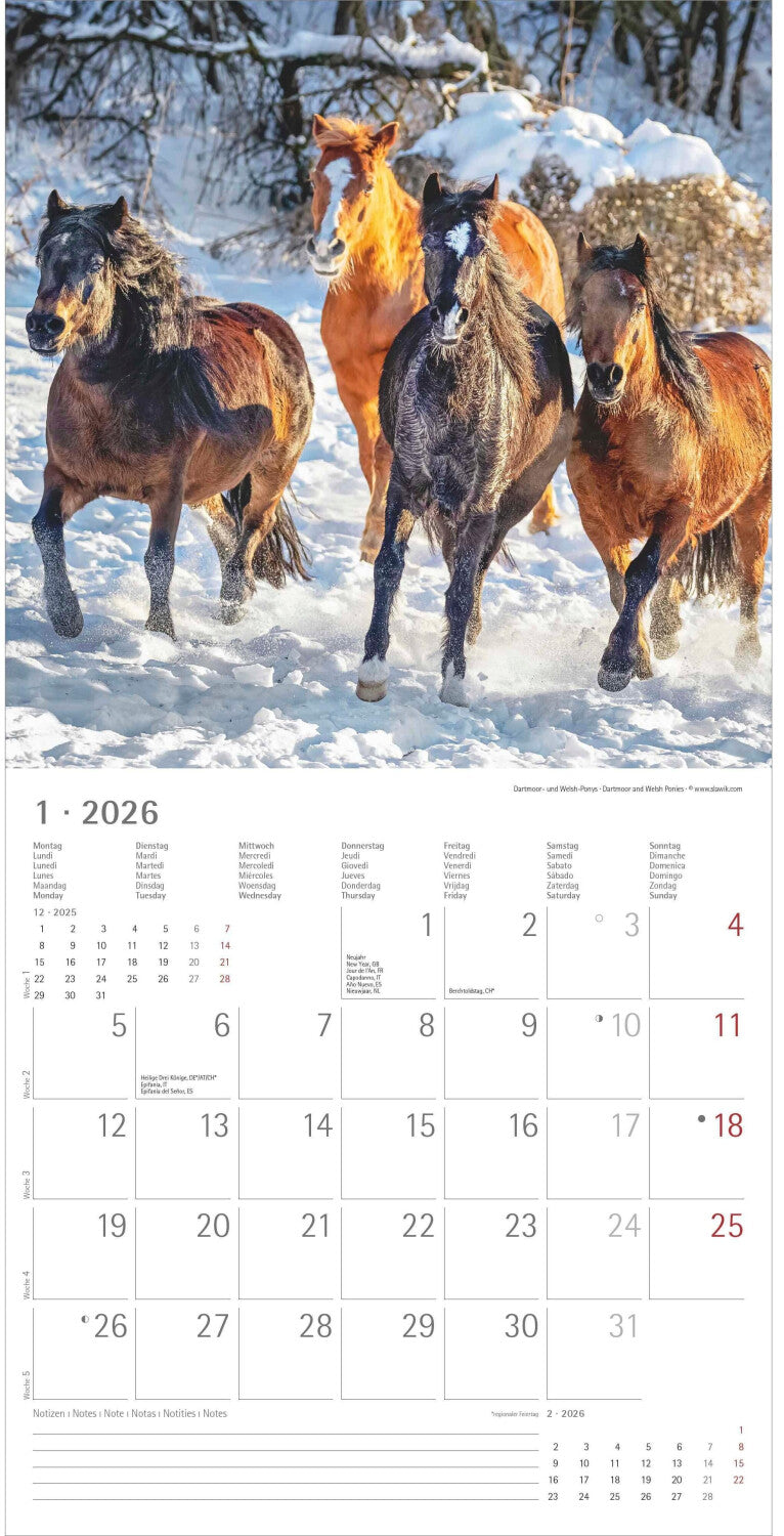 Koledar HORSES 2026, 30x30 cm