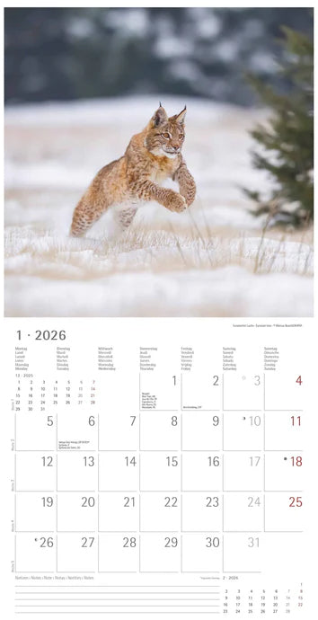 Koledar FOREST ANIMALS 2026, 30x30 cm