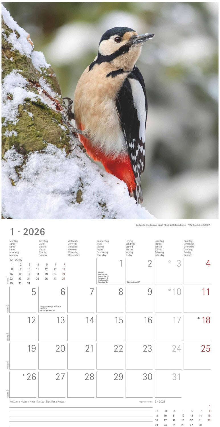 Koledar LOCAL BIRDS 2026, 30x30 cm