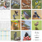 Koledar LOCAL BIRDS 2026, 30x30 cm