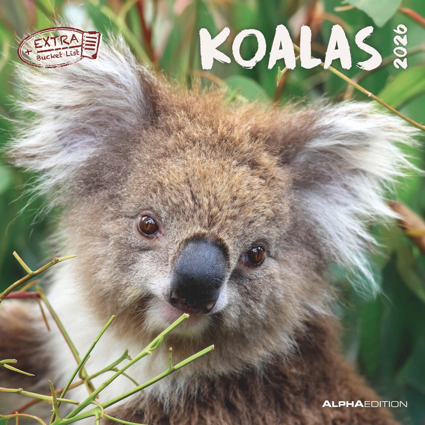 Koledar KOALAS 2026, 30x30 cm