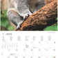 Koledar KOALAS 2026, 30x30 cm