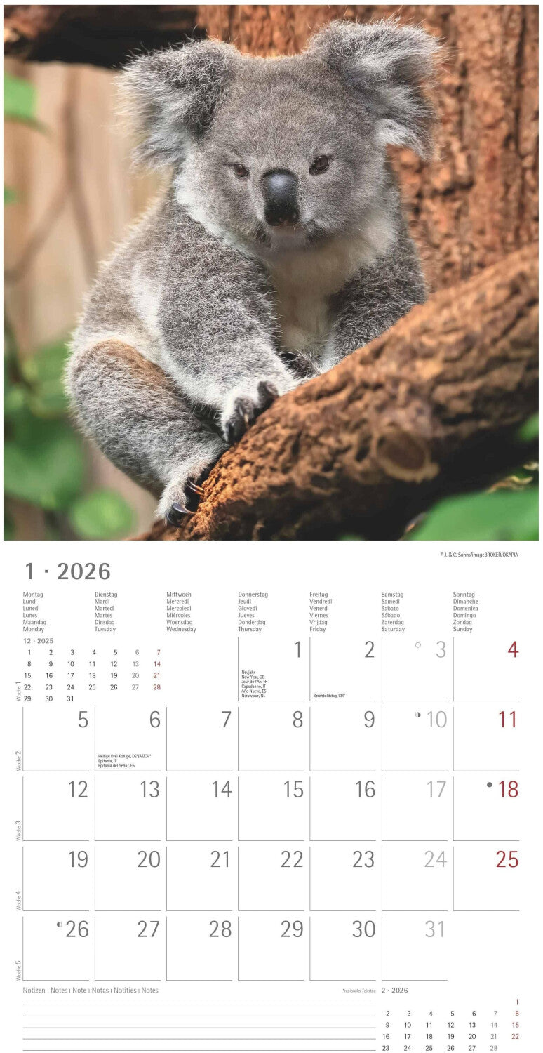 Koledar KOALAS 2026, 30x30 cm