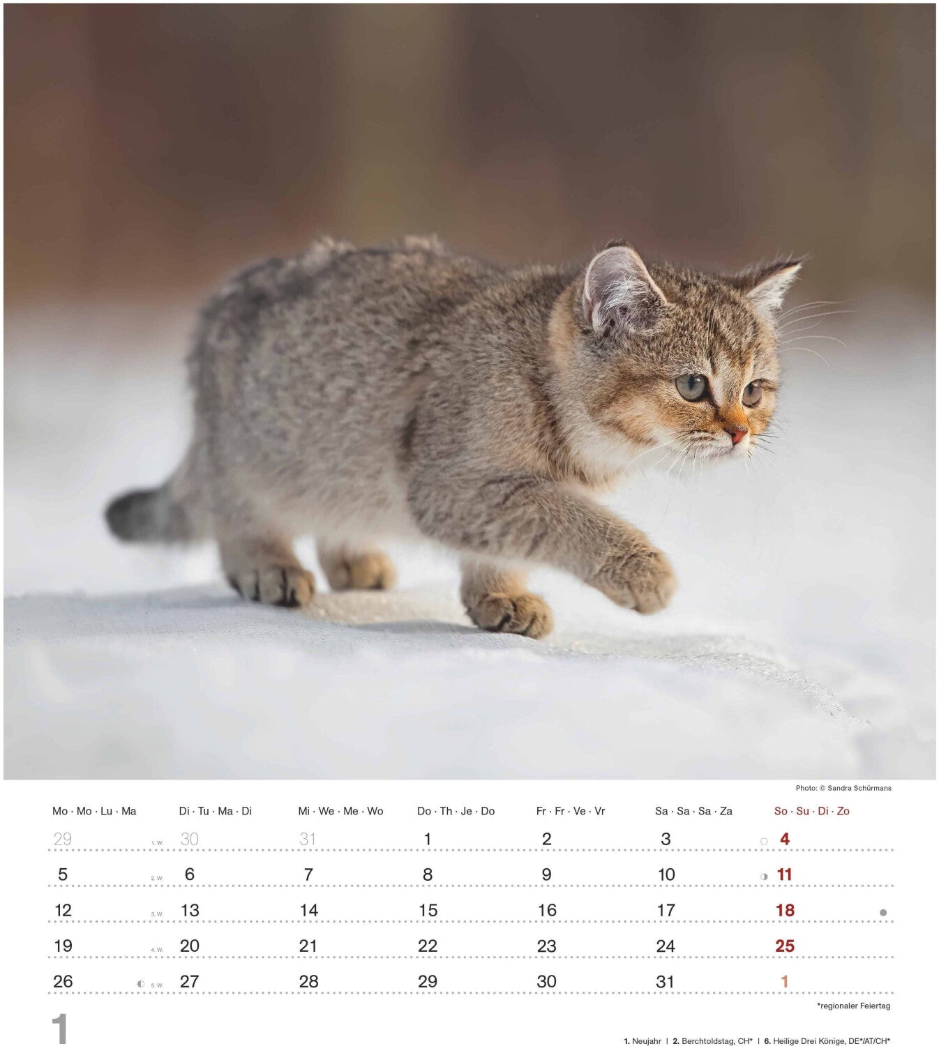 Koledar CUTE CATS 2026, 30x34 cm