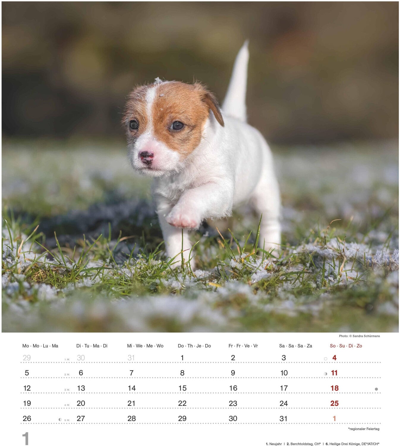 Koledar DINKY DOGS 2026, 30x34 cm