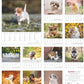 Koledar DINKY DOGS 2026, 30x34 cm