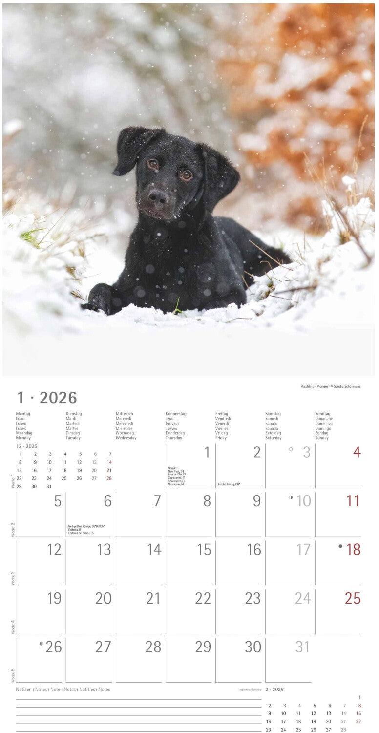 Koledar PUPPIES 2026, 30x30 cm