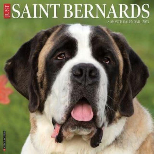 Just Saint Bernards 2025 12 X 12 Wall Calendar