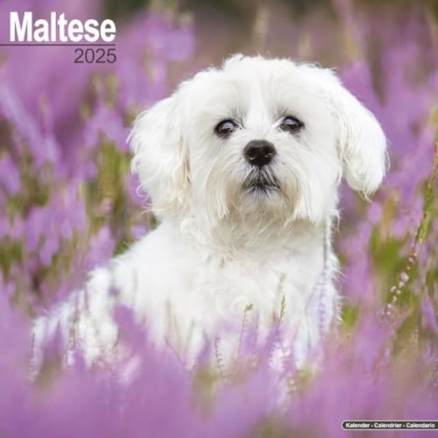 Maltese Calendar 2025  Square Dog Breed Wall Calendar - 16 Month