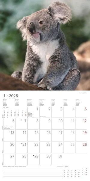 Koledar KOALAS 2025 30x30 cm