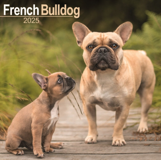 French Bulldog Square Wall Calendar 2025