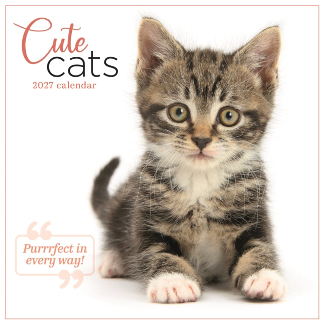 Cute Cats Wall (PFP)