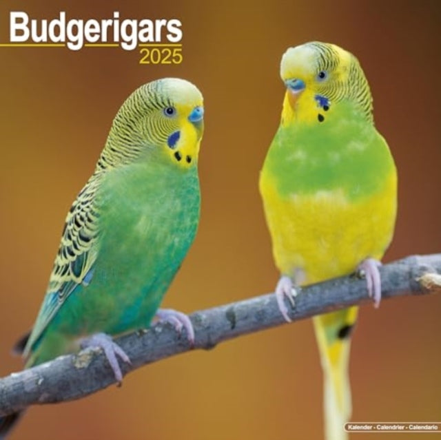 Budgerigars Calendar 2025  Square Bird Wall Calendar - 16 Month