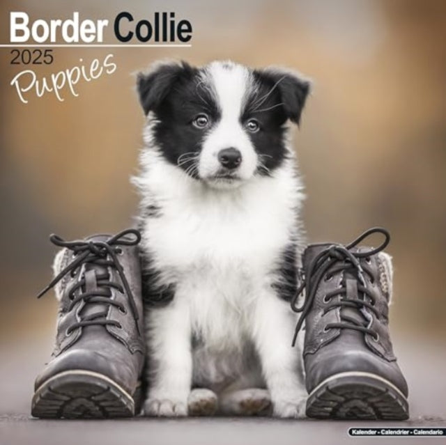 Border Collie Puppies Calendar 2025  Square Dog Puppy Breed Wall Calendar - 16 Month