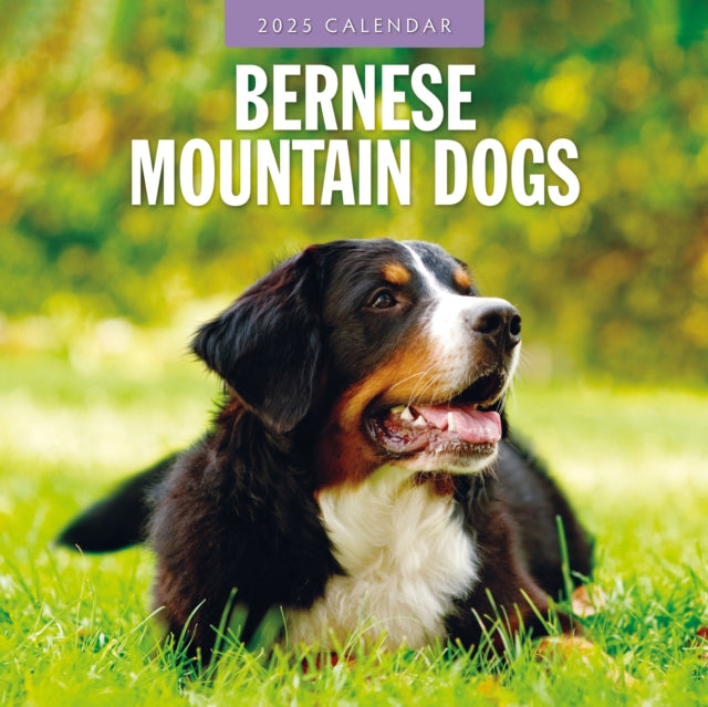 Bernese Mountain Dogs 2025 Square Wall Calendar