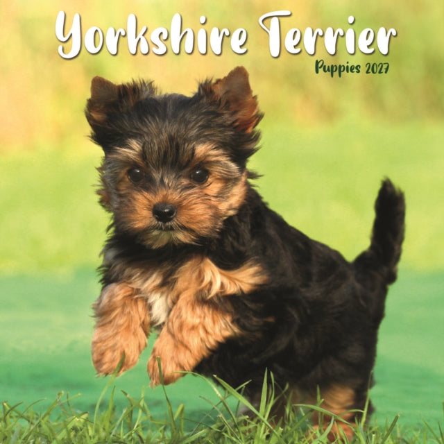 Yorkshire Terrier Puppies Mini