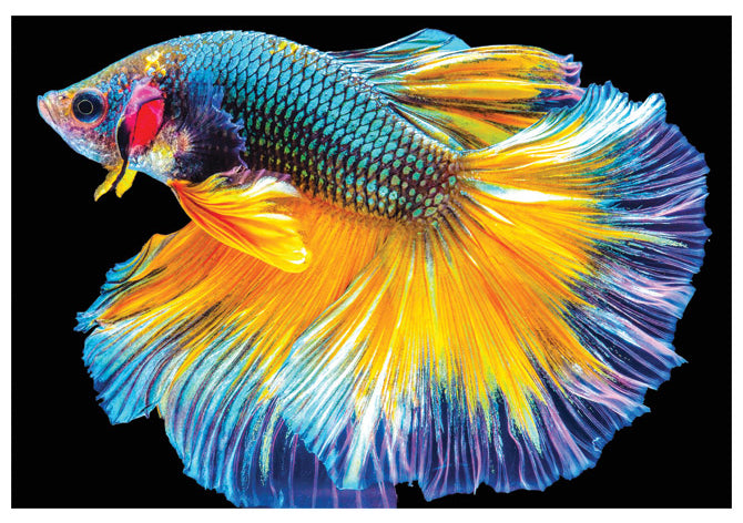 Puzzle Colourful Nature 6, 250 kosov