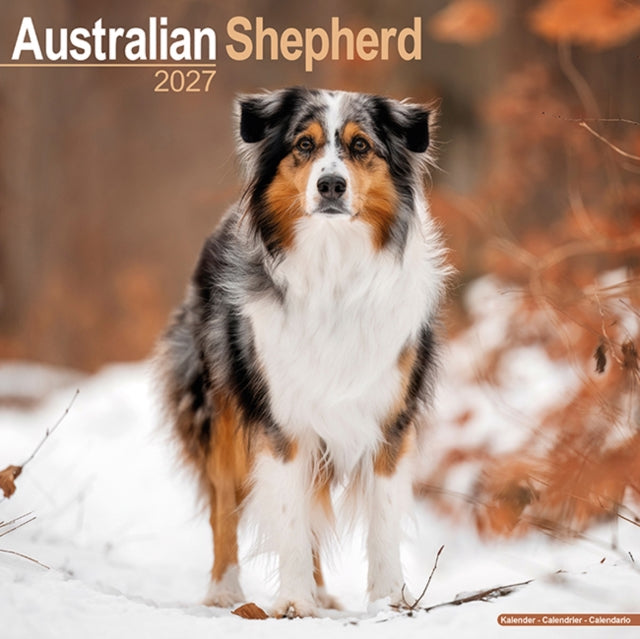 Australian Shepherd