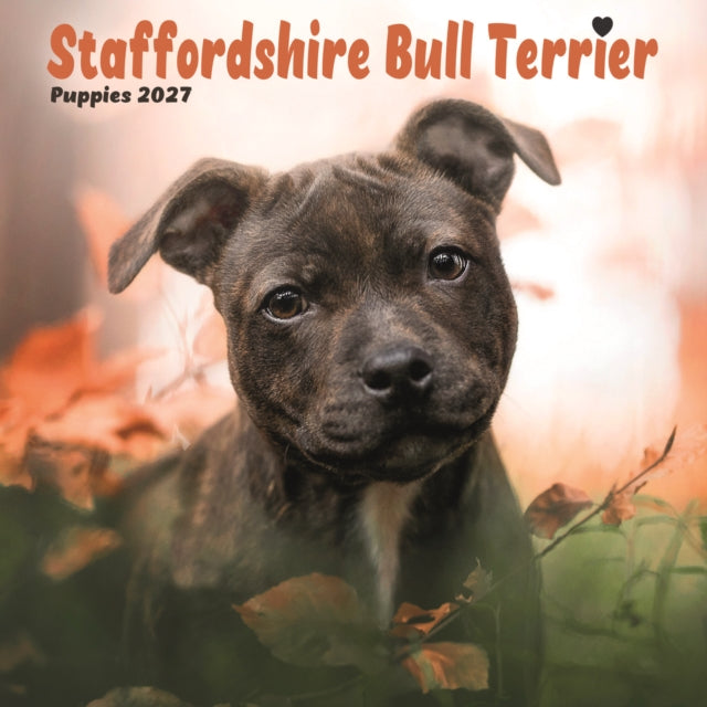 Staffordshire Bull Terrier Puppies Mini