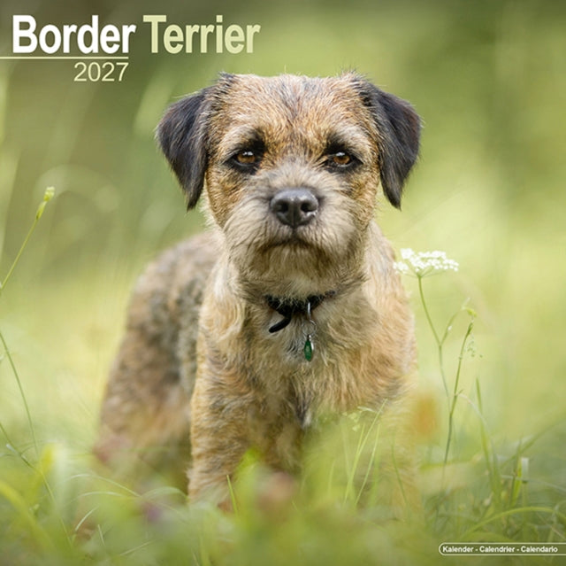 Border Terrier Wall
