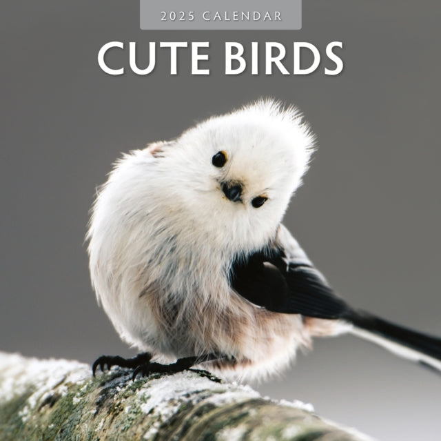 Cute Birds 2025 Square Wall Calendar