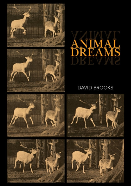 Animal Dreams