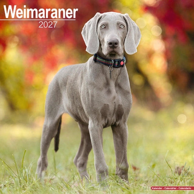 Weimaraner Wall