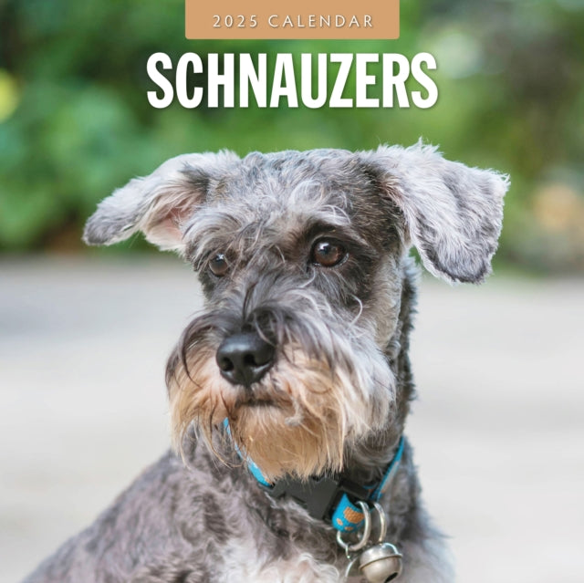 Schnauzer 2025 Square Wall Calendar