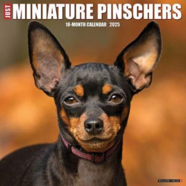 Just Miniature Pinschers 2025 12 X 12 Wall Calendar