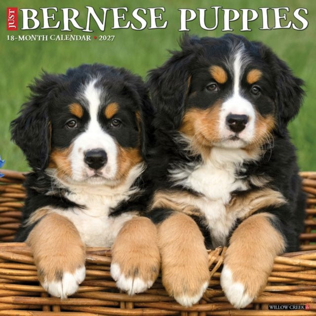 Bernese Mountain Puppies 2027 Wall