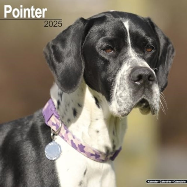 Pointer  Calendar 2025  Square Dog Breed Wall Calendar - 16 Month
